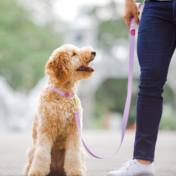 Gentle Pup Leash - Taro