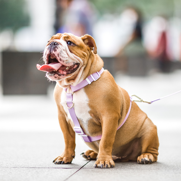 Gentle Pup Maxi Harness - Taro