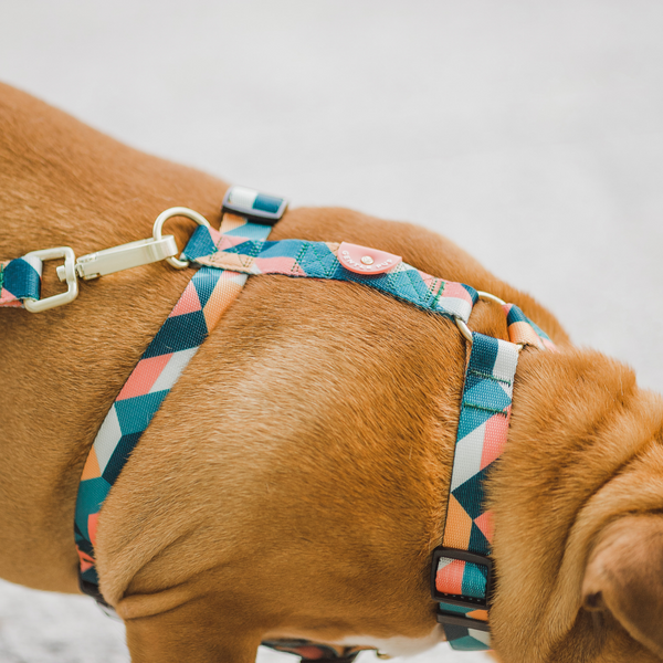 Gentle Pup Maxi Harness - Razzle Dazzle