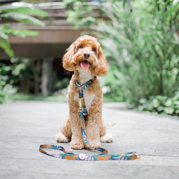 Gentle Pup Maxi Harness - Coco Congo